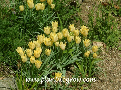 Tulipa batalinii
(mid May)